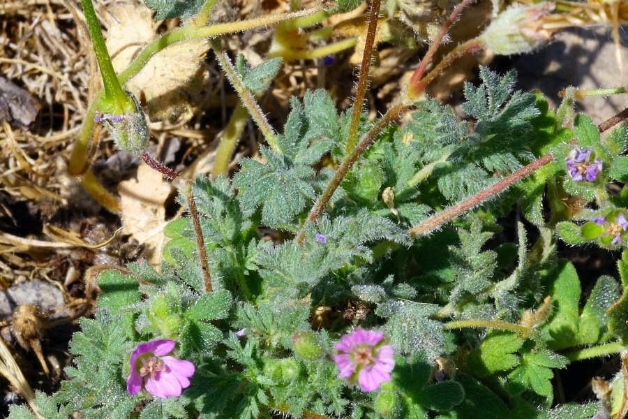 Erodium sp. (Geraniaceae)